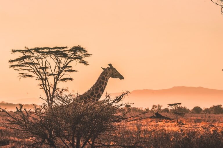 Where to go on safari