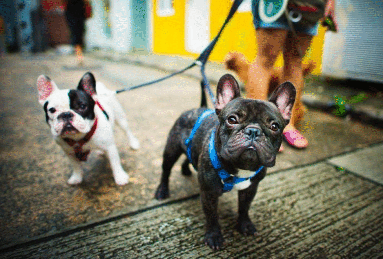 Pet Sitting: Loving, Reliable Care While You’re Away Pet Sitting