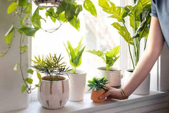 Exploring the Beauty and Benefits of Ceramic Plant Pots
