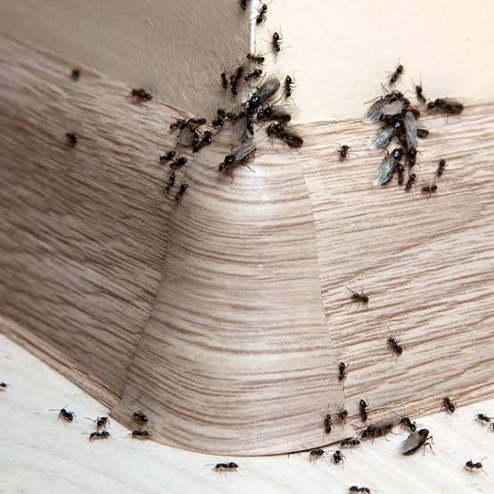 How an Ant Exterminator Eliminates Infestations for Good How an Ant Exterminator Eliminates Infestations for Good
